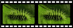 Caterpillar filmstrip