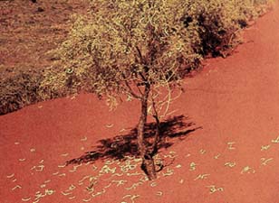 Namib Pod Tree