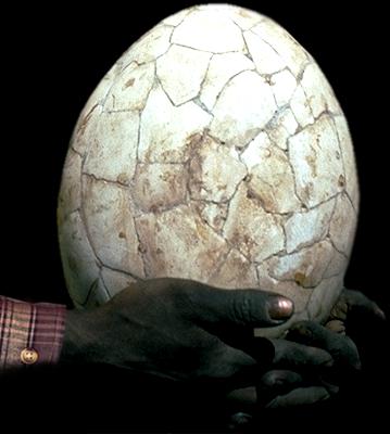 Photograph of giant egg from Madagascar