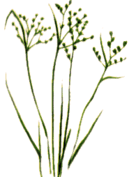 papyplant.gif (7058 bytes)