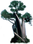 Baubob Tree