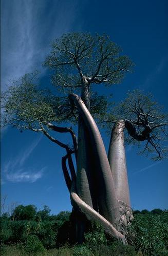 baobob in Madagascar