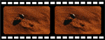 Beetle filmstrip