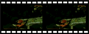 Chameleon filmstrip