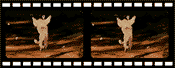 Lemur filmstrip