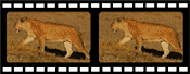 Lion filmstrip