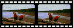 Macaw filmstrip