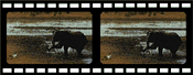 Baby elephant filmstrip