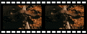 Wildebeest filmstrip