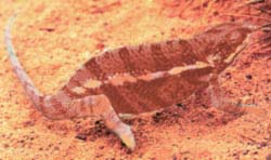 A master of camouflage