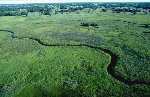 Okavango Delta Closeup