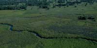 Okavango delta