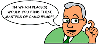 Question: 'In which place would you find these masters of camouflage?'