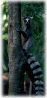 lemur.jpg (3371 bytes)
